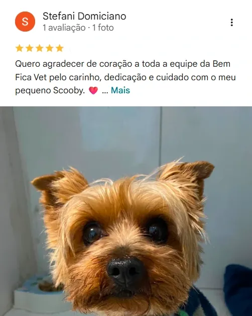 Avaliação real de tutor no Google