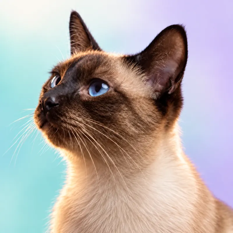 Gato siamês