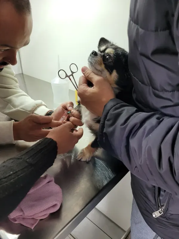 Equipe da Bemficavet em um procedimento com um cão pequeno