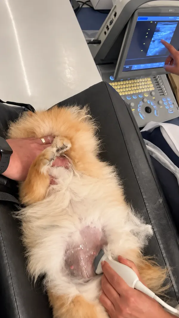 Ultrassonografia em um cão na Bemficavet