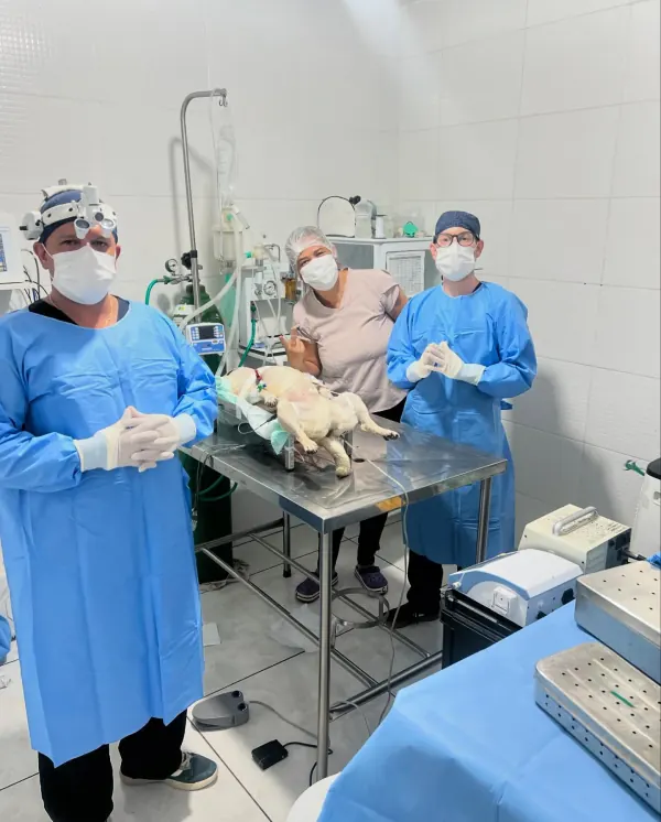 Equipe da Bemficavet no centro cirúrgico com um paciente